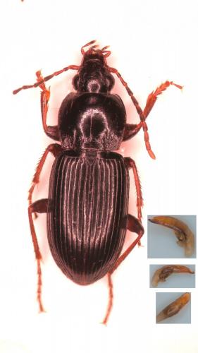 Réf. 251 735 : Pterostichus sp.